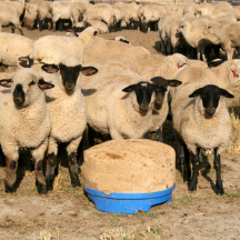 Sheep Products