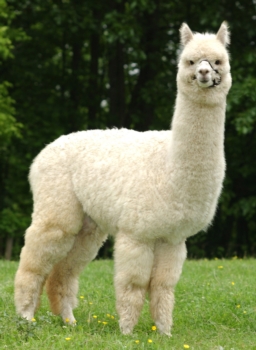 National Alpaca Farm Days