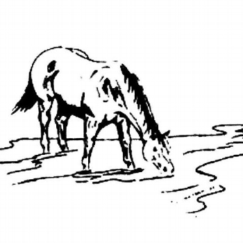 Horse Creek Sale Company