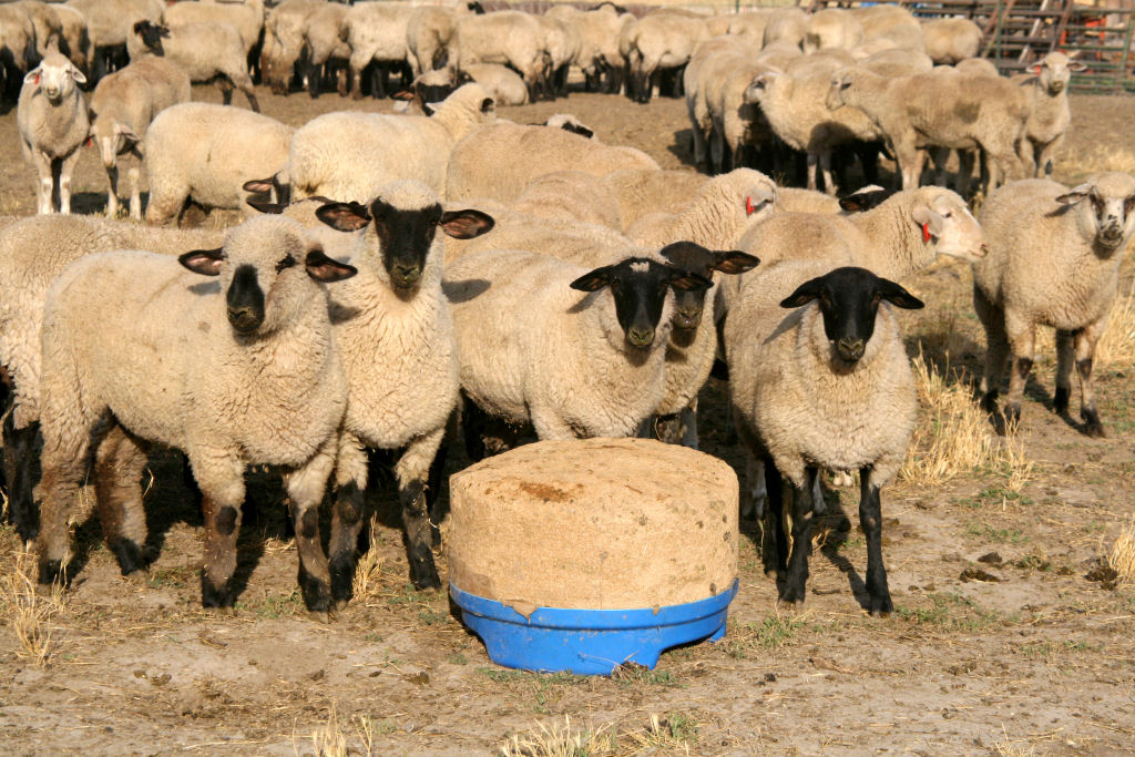 SweetPro® Sheep Block